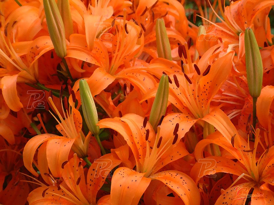 Lilium arancio