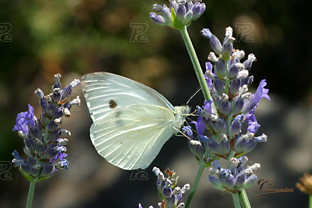 Farfalla bianca 
